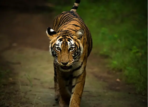 ranthambore tiger safari tour in india