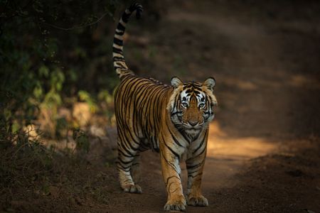 taj, temple & tiger safari tour