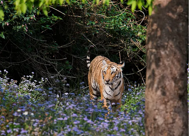 Corbett, Kanha & Bandhavgarh Tour