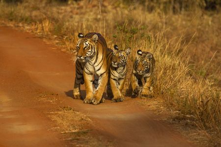 Tiger, Panthera tigris. Hirdinala female with cubs. Tadoba Tiger Reserve, Chandrapur district, Maharashtra