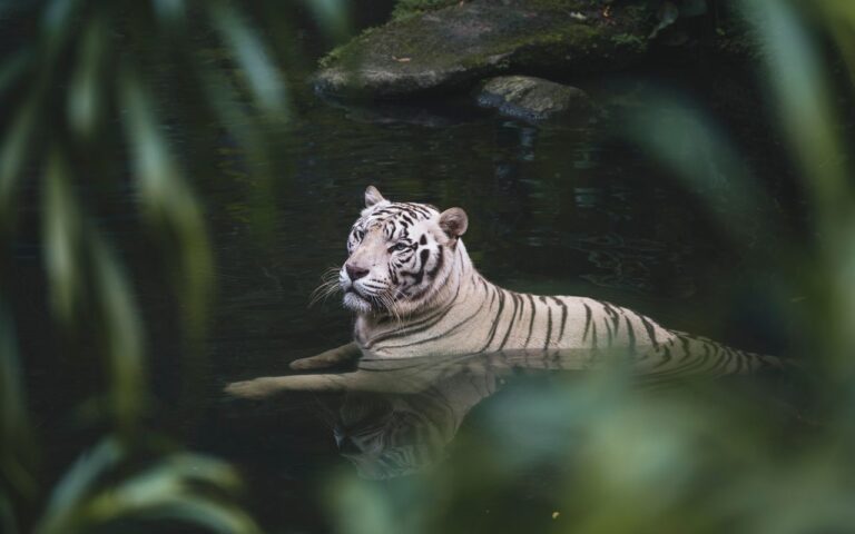 White Tiger vs golden tiger: Bengal Tiger morphs