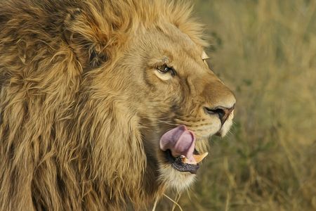 lion safari tours in gir national park, india