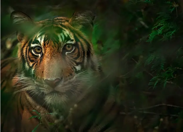 pench kanha bandhavgarh tiger safari tour in india