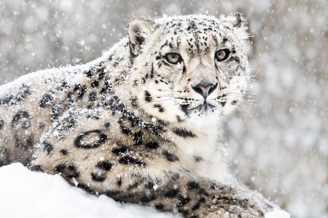 Snow Leopard In Snow Storm III