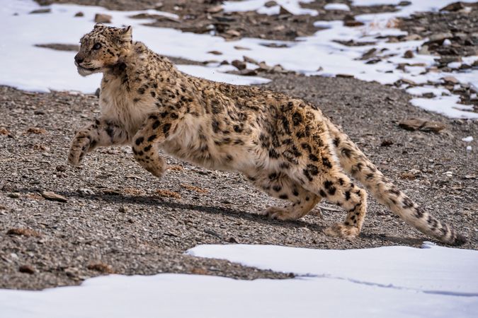 Very rare wildlife shot of a Snow Leopard (Panthera uncia)