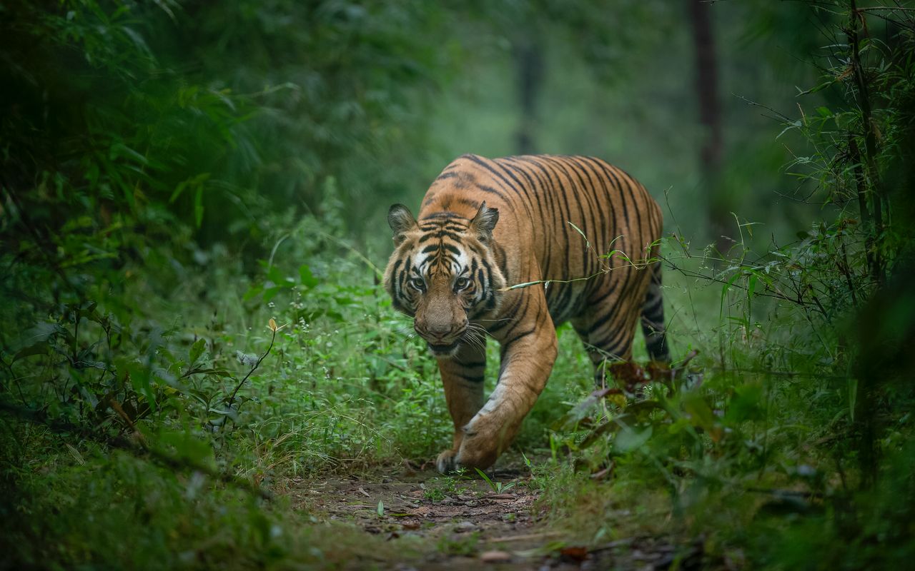 tiger encounter prevention if attacked