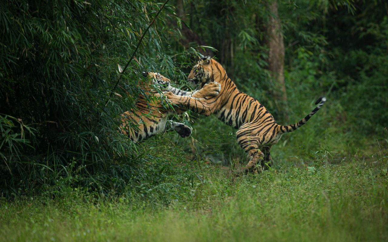 tiger encounter prevention: facts and what to do in a critical situation