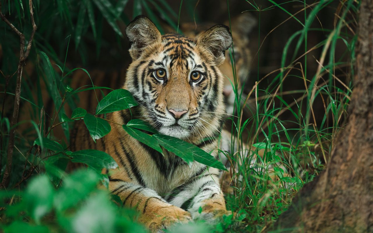 tiger encounter prevention 3