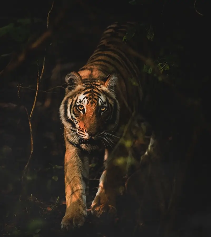 tiger found on tiger safari india tours