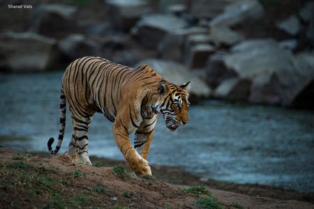 tiger safari in ranthambore national park