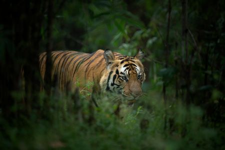 tiger reserve bandhavgarh, bandhavgarh national park