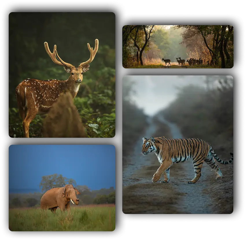 tiger safari destinations