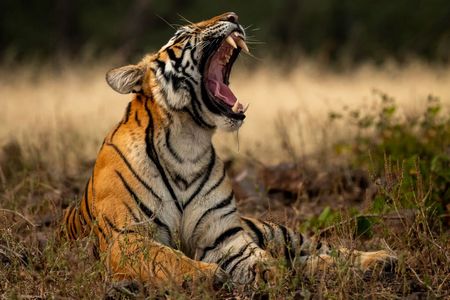 tigress at pench national park in India