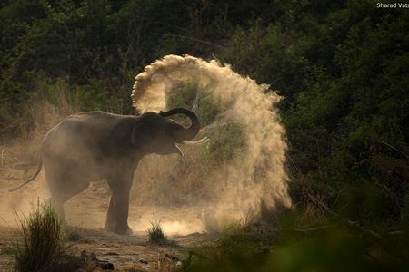 elephant in jim corbett