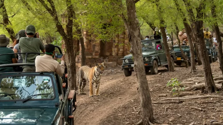 tiger sighting in jeep safari