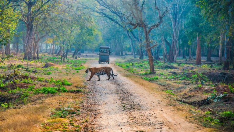 Tiger walking early morning.Hunting time.The image was taken in Nagarahole forest, Karnataka, India.