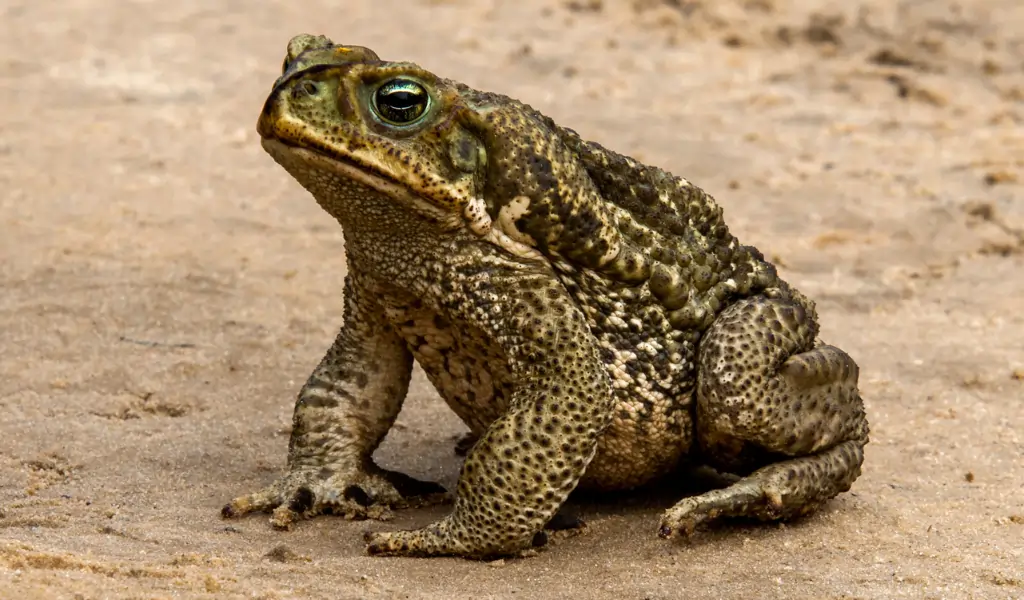 Asian common toad