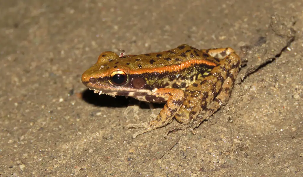 Assam’s hill Frog