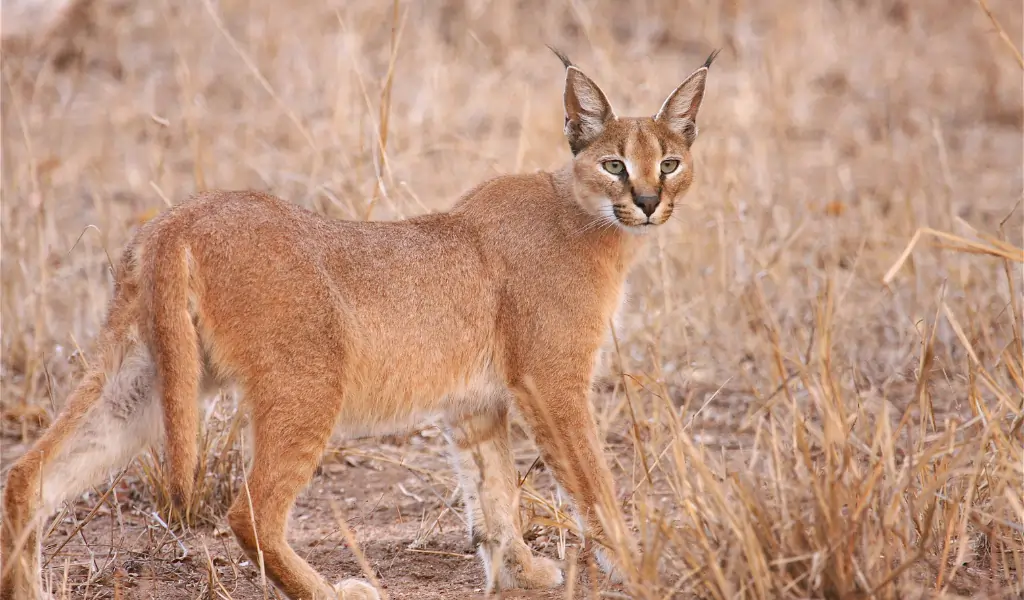 Caracal The Desert Ghost