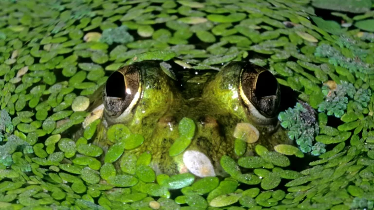 Common Amphibians of Kaziranga Tiger Reserve
