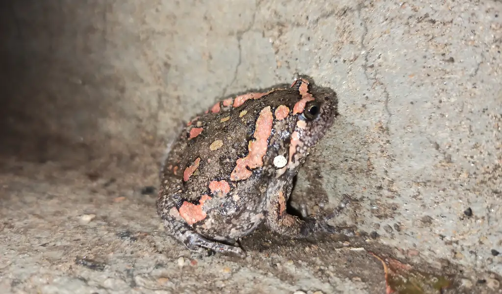 Cope's Assam Frog