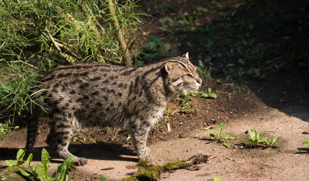 Fishing Cat The Wetlands Specialist