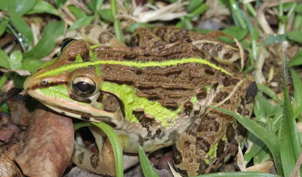 Hoplobatrachus tigerinus
