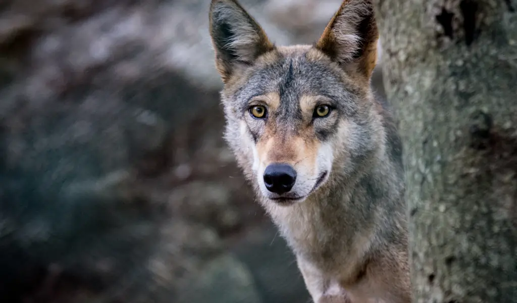 Indian Wolf The Grassland Predator