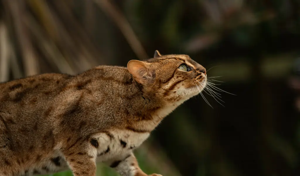 Rusty Spotted Cat World’s Smallest Wild Cat