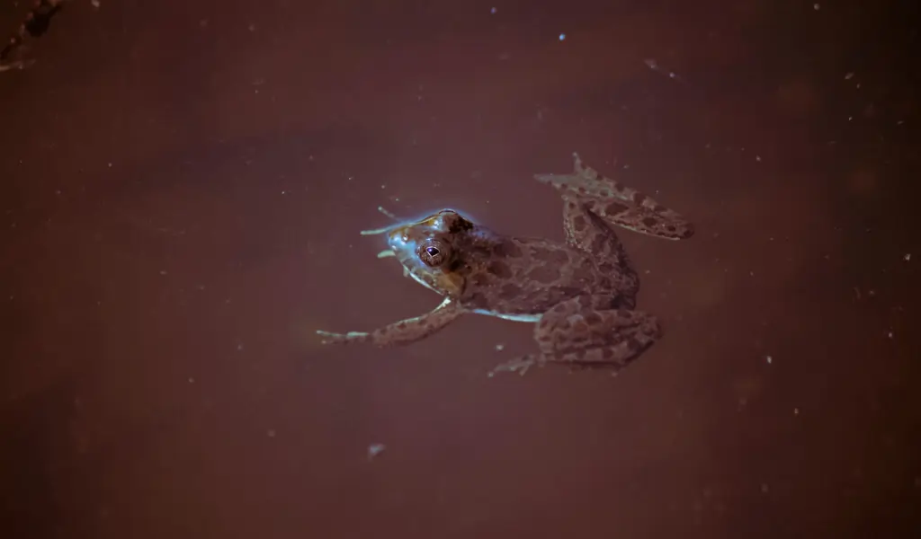 Skittering Frog