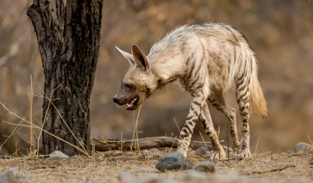 Striped Hyena The Scavenger with a Secret Life