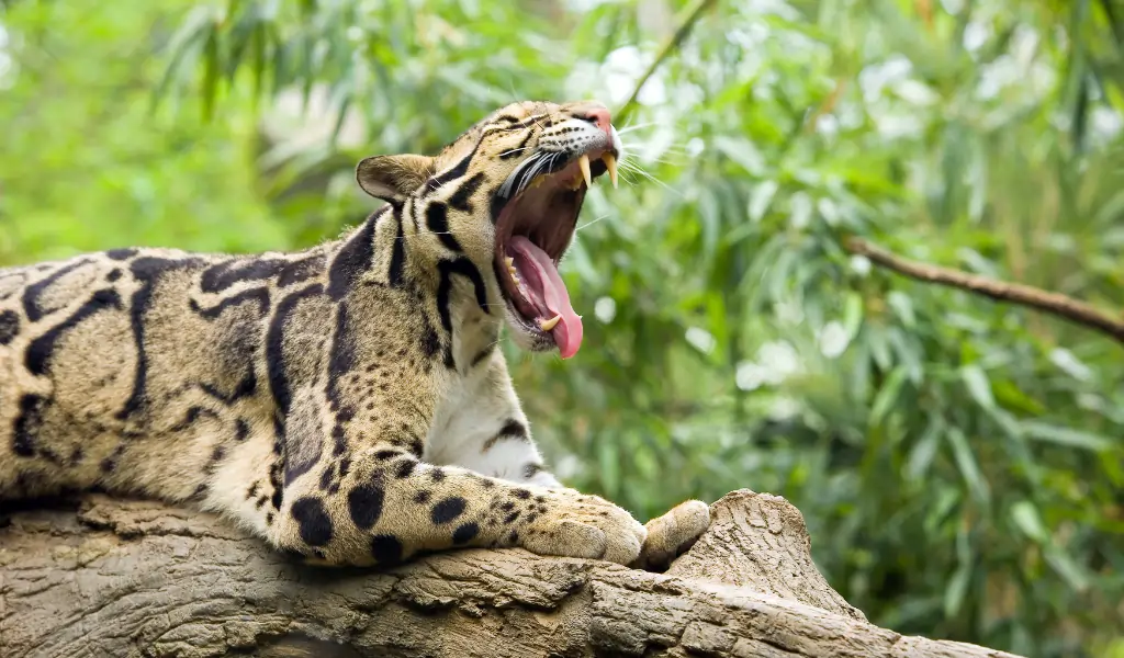 The Clouded Leopard Phantom of the Eastern Himalayas