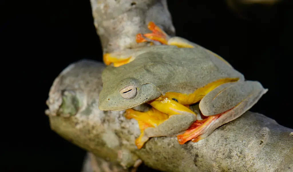 Twin spotted Tree Frog