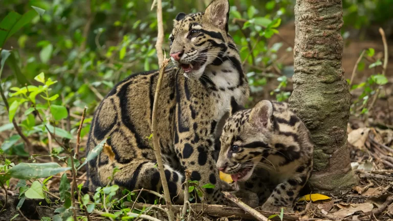 India’s Lesser-Known Predators