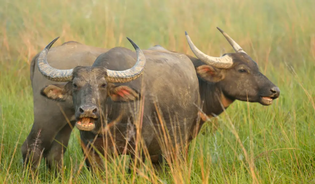 Wild Water Buffalo Wild Water Buffalo
