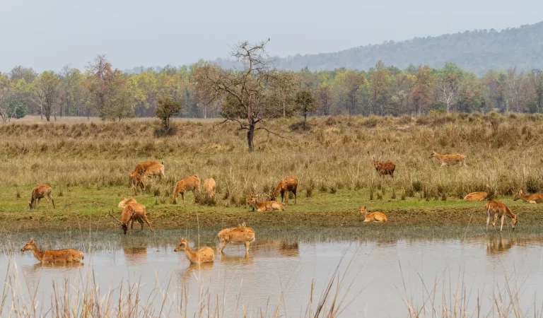 endangered hooves their conservation and challenges