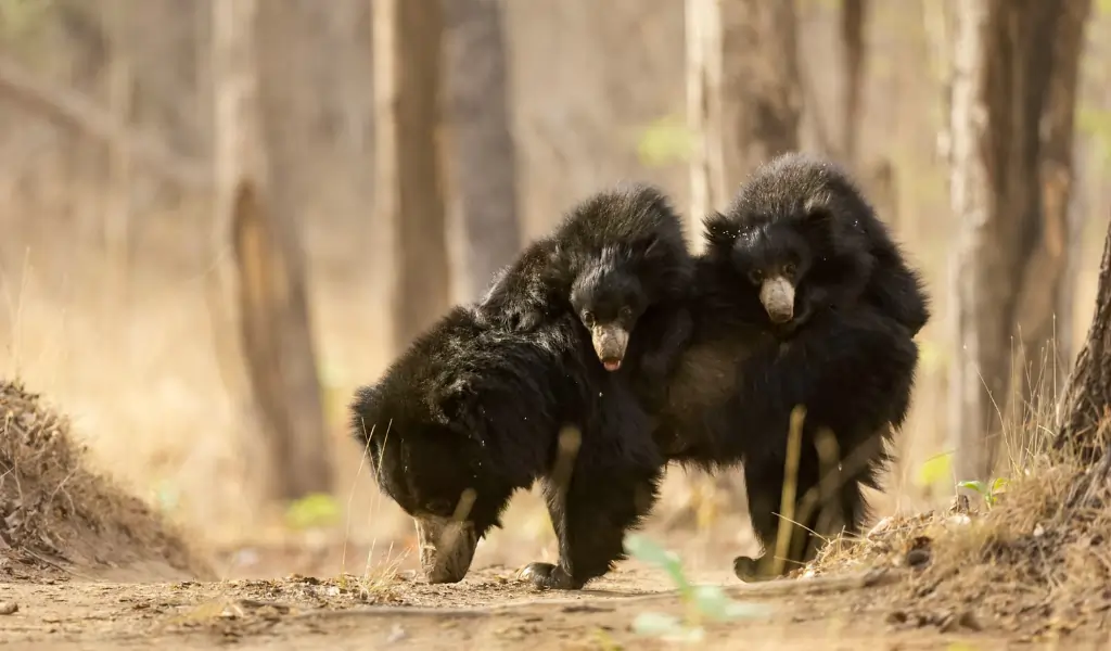 Daroji Sloth Bear Sanctuary