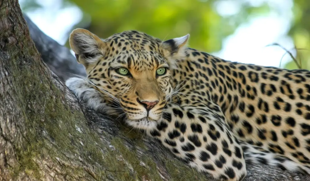 Gangau Wildlife Sanctuary