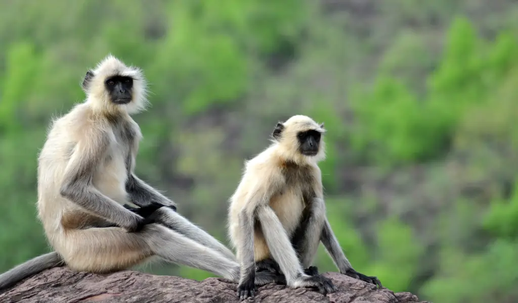 Grey langurs, the Hanuman monkey of india