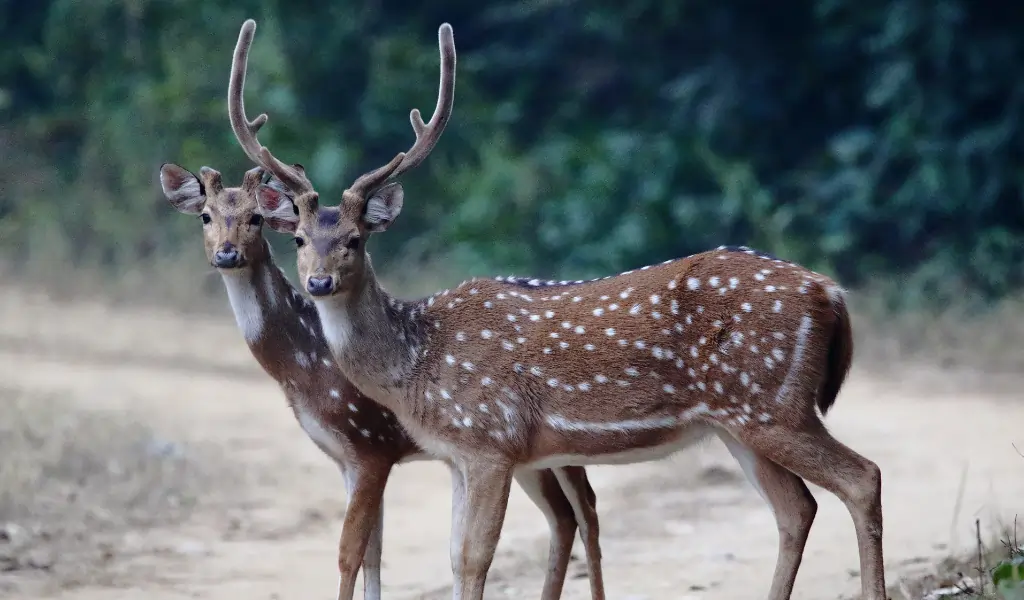 Himalayas, India A pair of deer. Wildlife in their natural environment