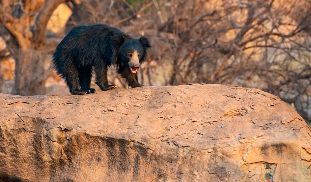 Rare shot of a male sloth bear walking on a rock in the last day light. Wildlofe Shot in Karnataka, Southern India