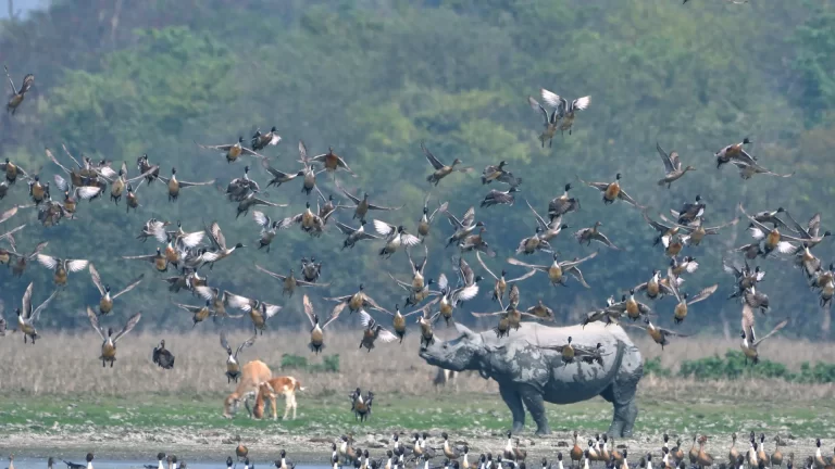 Scenario Of Pobitora Wildlife Sanctuary With Greater One Horned Rhino And Migratory Birds best photography tips for perfect shots