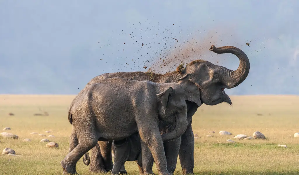 Sonanadi Wildlife Sanctuary