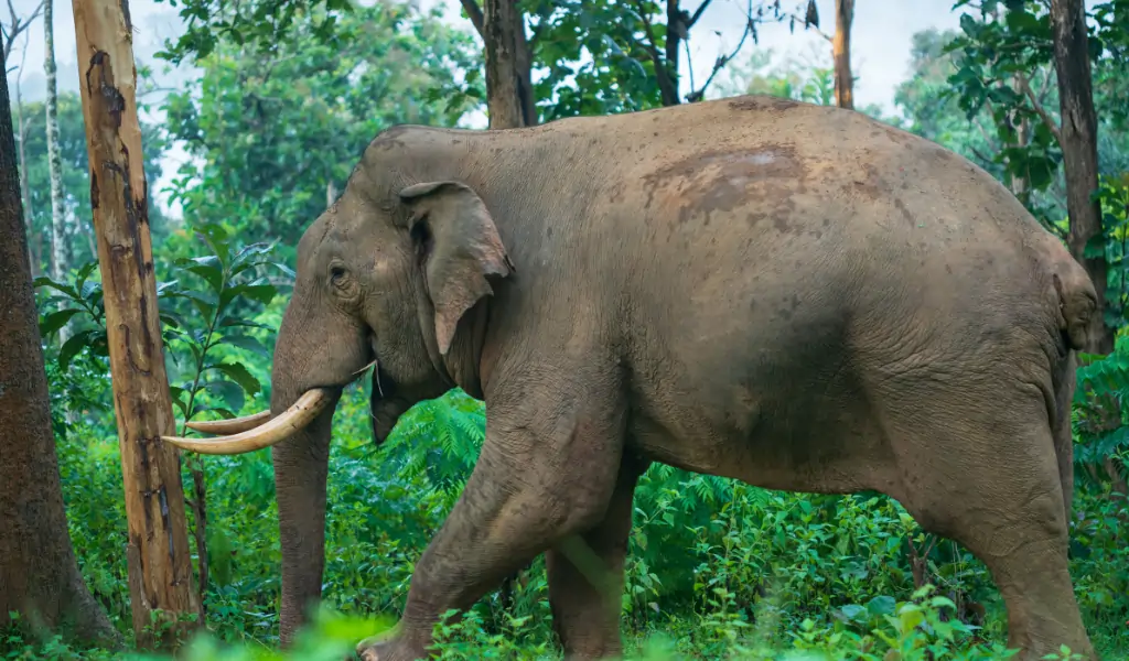 Wild Asian Elephant walking in a dense forest, Wayanad Kerala