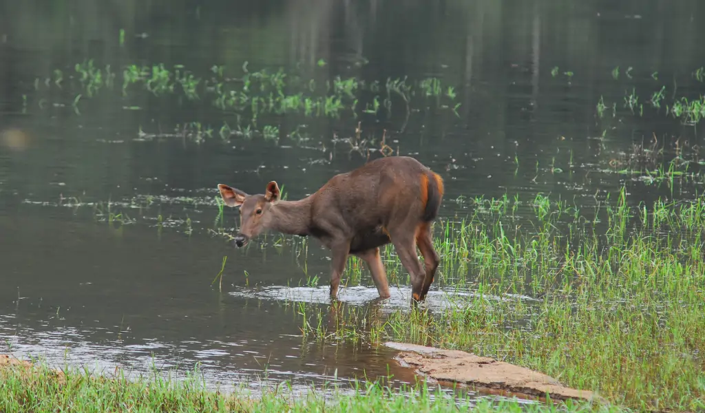 deer in Periyar Wildlife Sanctuary