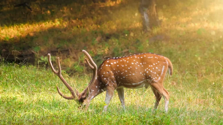 Different Conservation Projects at the National Level in India