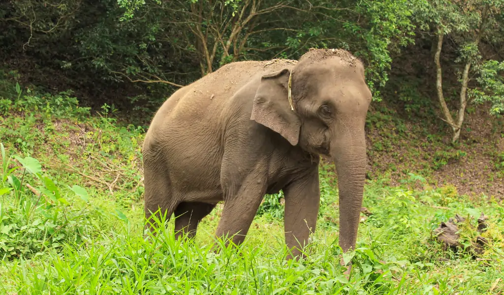 Domestic Elephant standing in a fruit orcherd