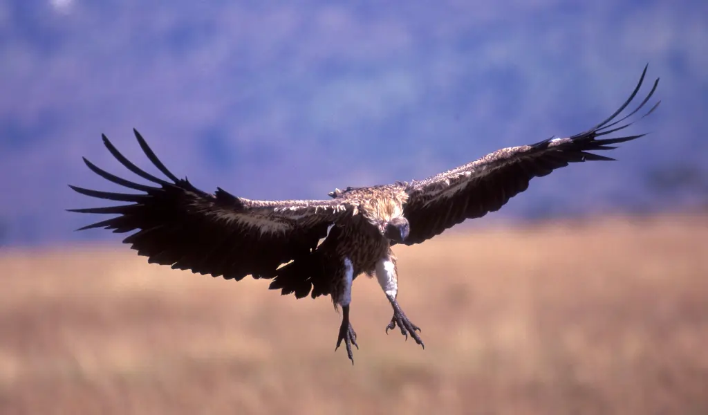 Indian White rumped Vulture (opens in a new tab or window)