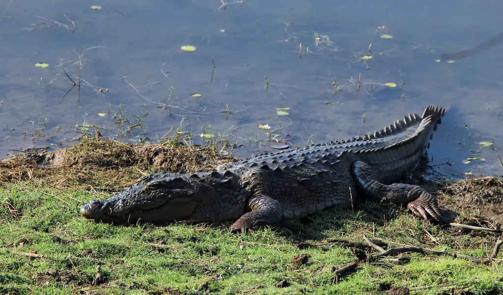 Mugger Crocodile (Crocodylus Palustris, aka Mugger, March Crocodile) Lying on the Lakeside. Ranthambhore, Rajasthan, India