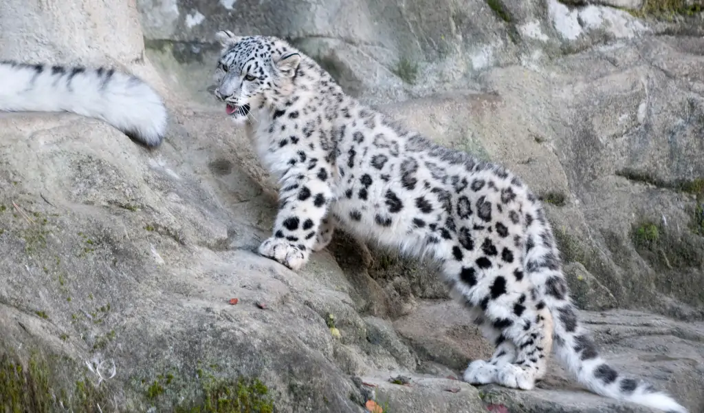 Snow leopard on the rock